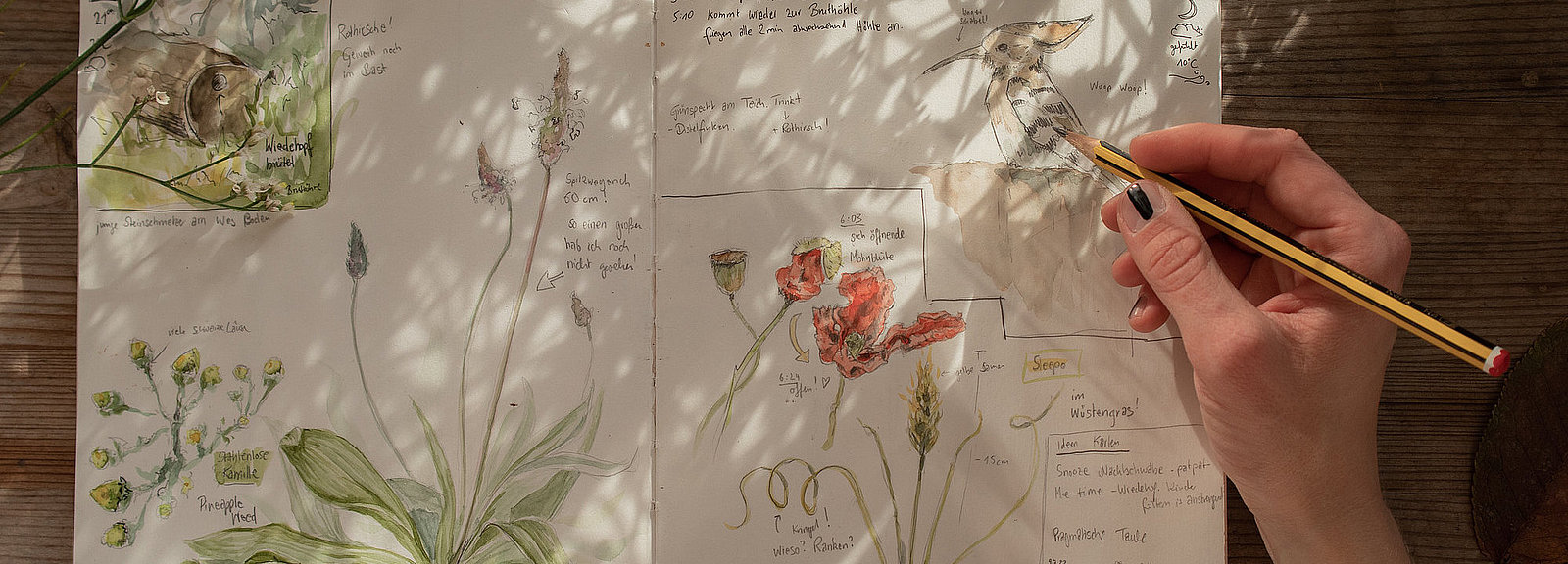 Aufgeschlagene Naturtagebuchseite mit Zeichnungen von Pflanzen